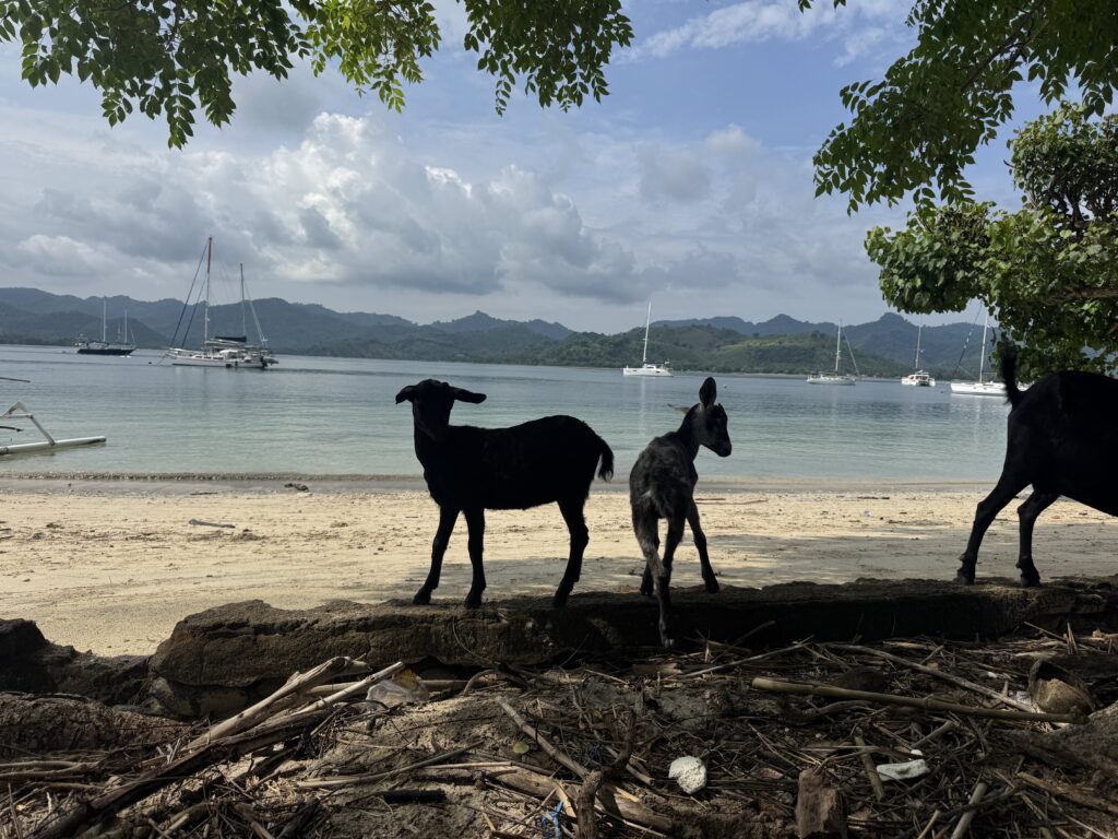 Goats on Gili Asahan