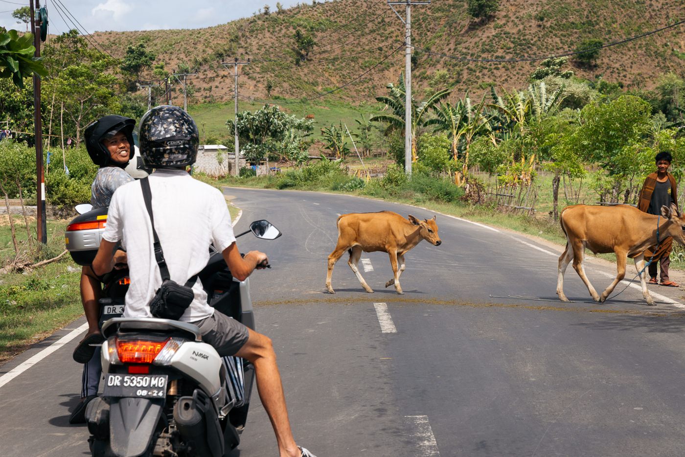 Two riders on a scooter waiting for cattle being led across the coast road west of Kuta Lombok