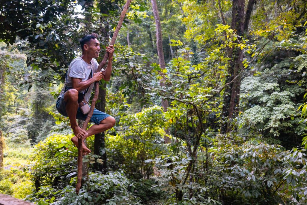 Tour guide in a tree at Rinjani National Park near Senaru