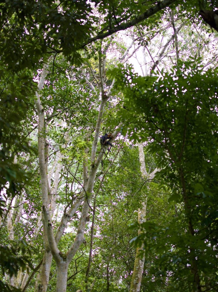 Ebony Leaf Monkey 10