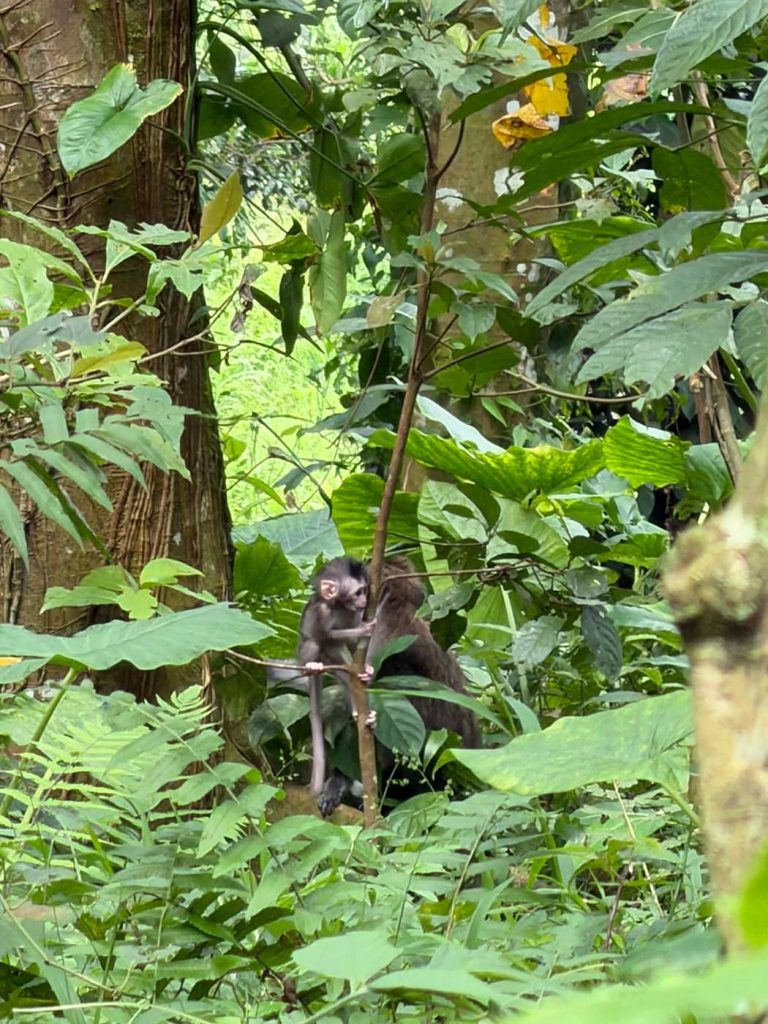 Baby Macaque