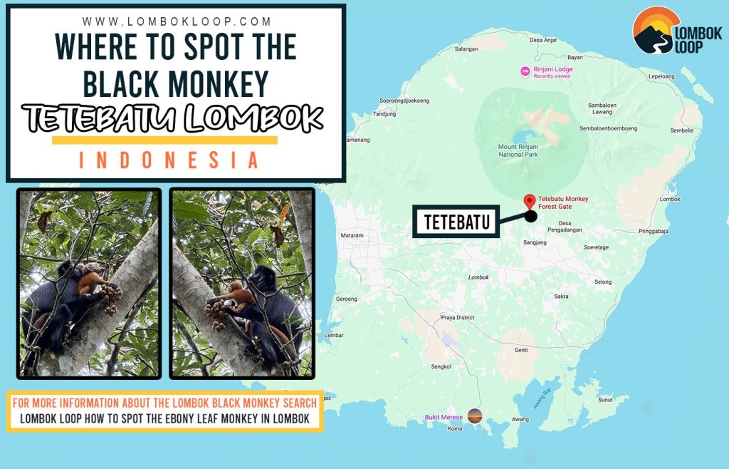 Location of the Black Monkey on Lombok, Indonesia