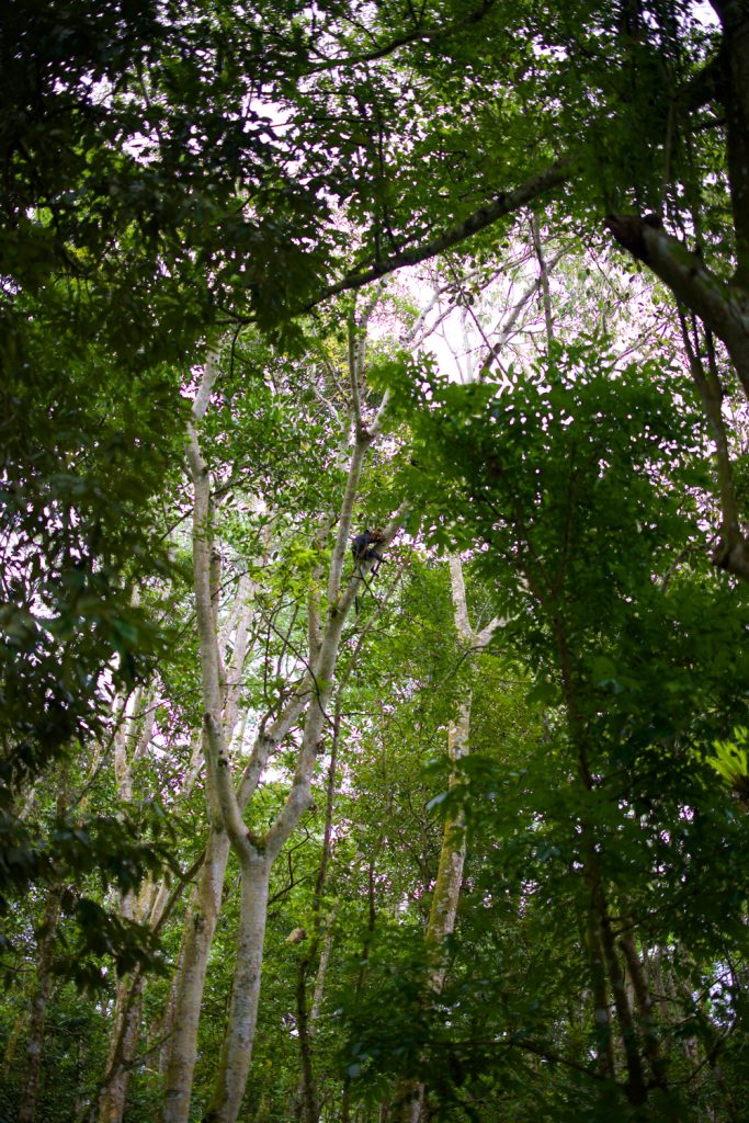Where to Stay in Tetebatu 26 Monkeys in the trees in the Tetebatu Monkey Forest