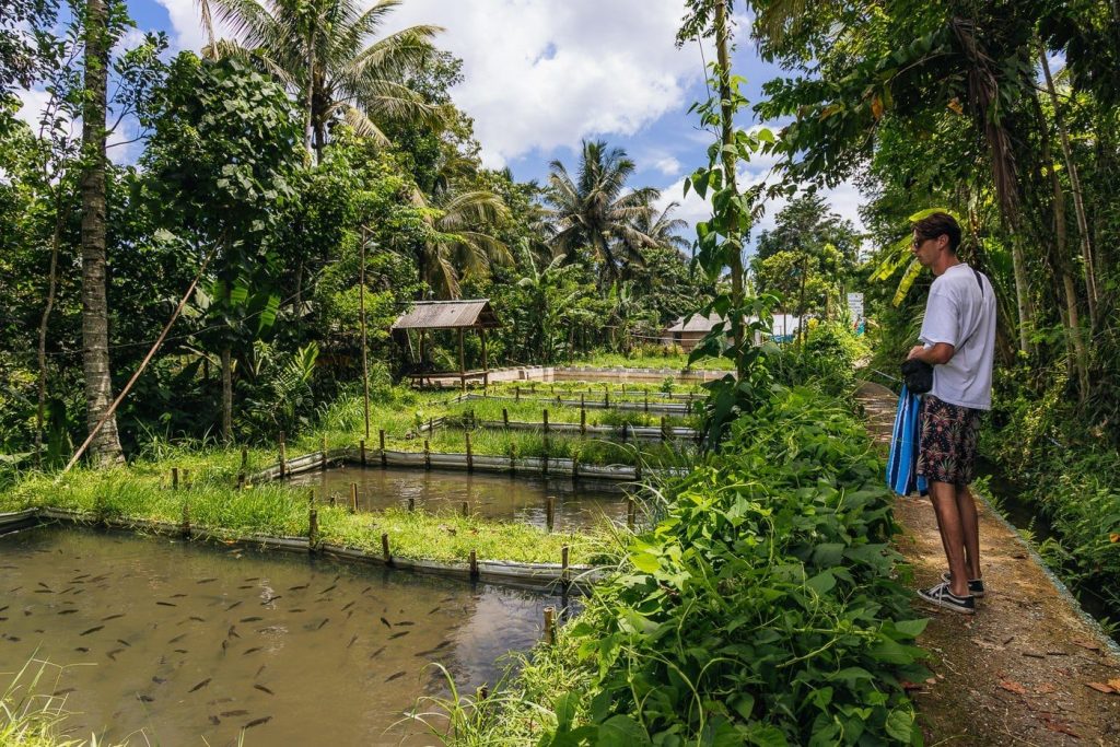 Tetebatu Waterfall (Durian Indah): A Local's Guide 9 Fish farm ponds beside the path to Tetebatu waterfall